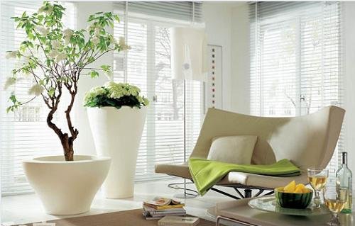 7 nguyen tac phong thuy toi can thiet khi dat cay hoa trong nha hinh anh 2