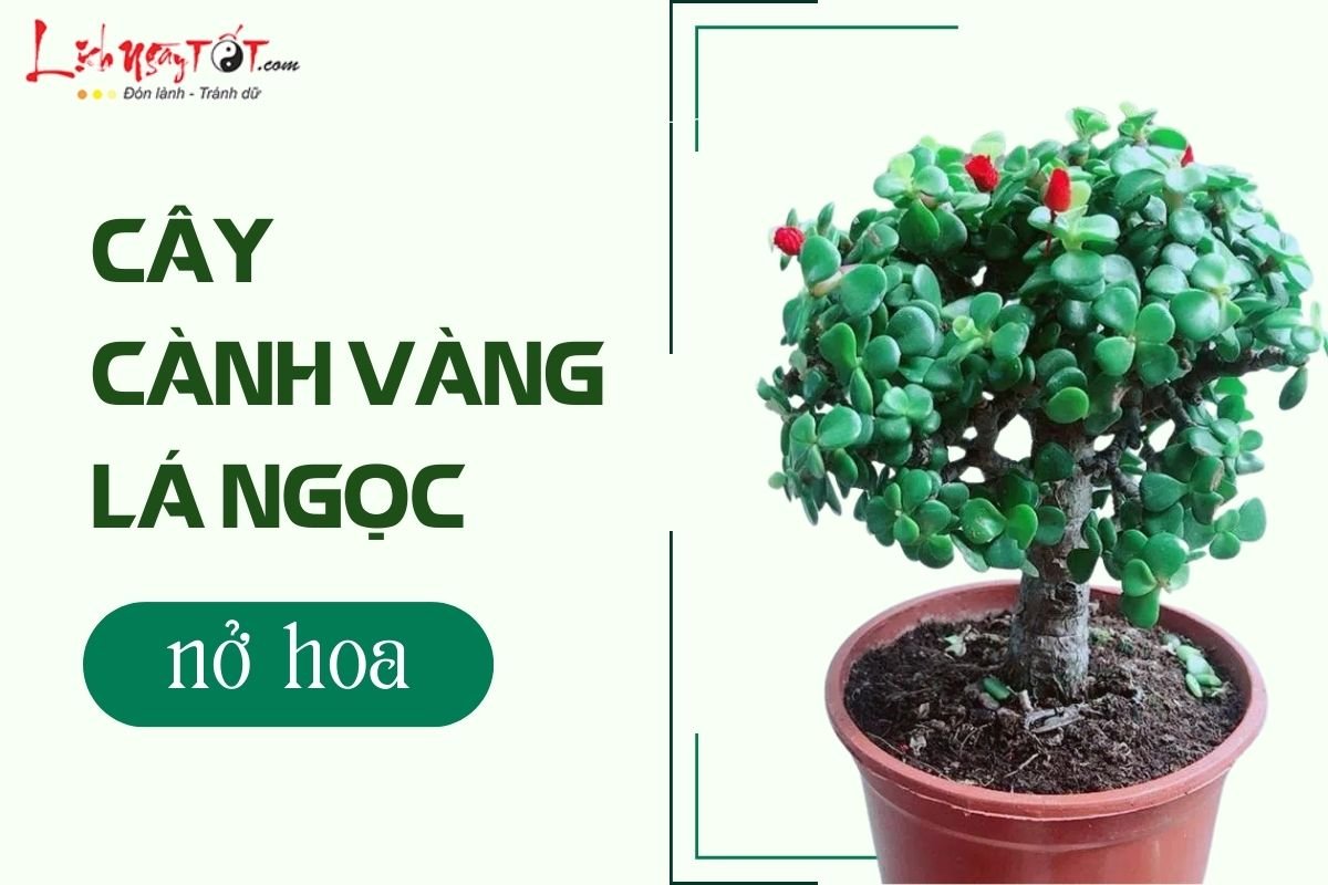 Cành vàng lá ngọc nở hoa Canh vang la ngoc no hoa