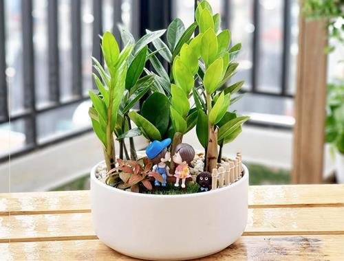 cay kim tien phu hop trong o ban cong