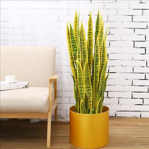 cay luoi ho nen trong trong nha