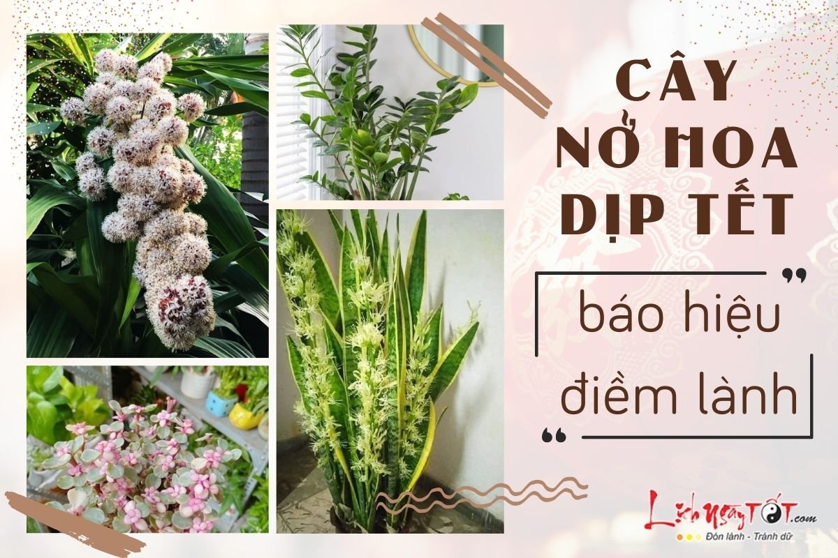 Cây nở hoa dịp Tết báo hiệu điềm lành Cay no hoa dip Tet bao hieu diem lanh