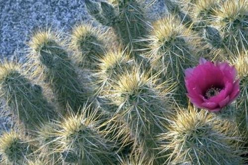 cay tien nhan chuong hut sat khi