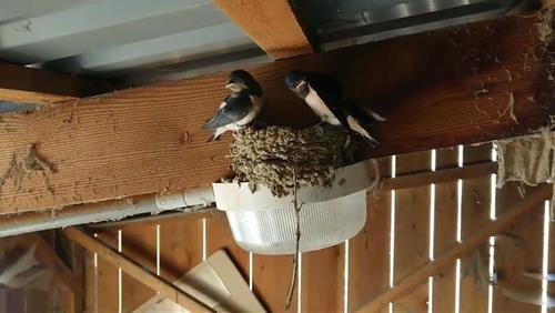 Chim en toi xay to trong nha