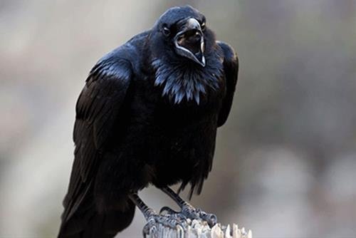 con qua nong gian khong chiu hoc hot