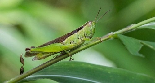 Con trung chau chau vao nha