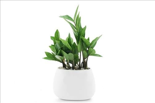 dat cay kim tien o dau trong nha dat cay kim tien o dau trong nha