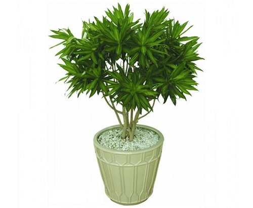 Gợi ý sắp xếp cây cảnh văn phòng hình ảnh 2 Goi y sap xep cay canh van phong hinh anh 2