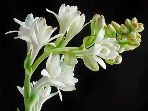 hoa cam ban tho ngay tet canh ty hue trang hoa cam ban tho ngay tet canh ty hue trang