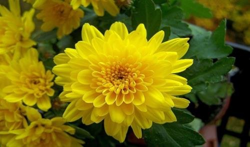 hoa cuc vang hoa cuc vang