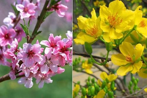 hoa dao va hoa mai nen cam hoa dao va hoa mai nen cam