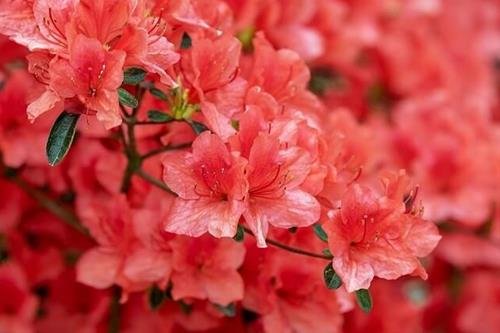 hoa do quyen nen trong o ban cong