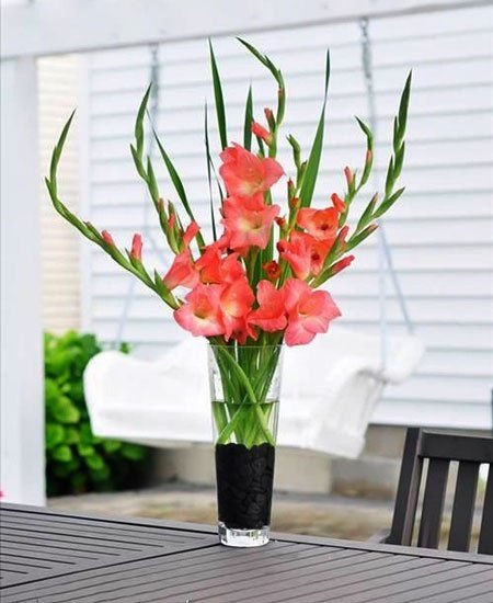 hoa lay on 1 hoa lay on 1