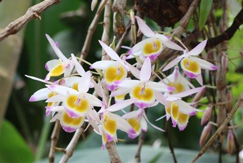 hoa phong lan hoa phong lan