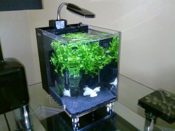 image_80869_be_ca_nho