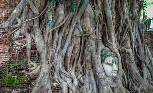 Khuon mat Phat trong than cay vo cung linh thieng