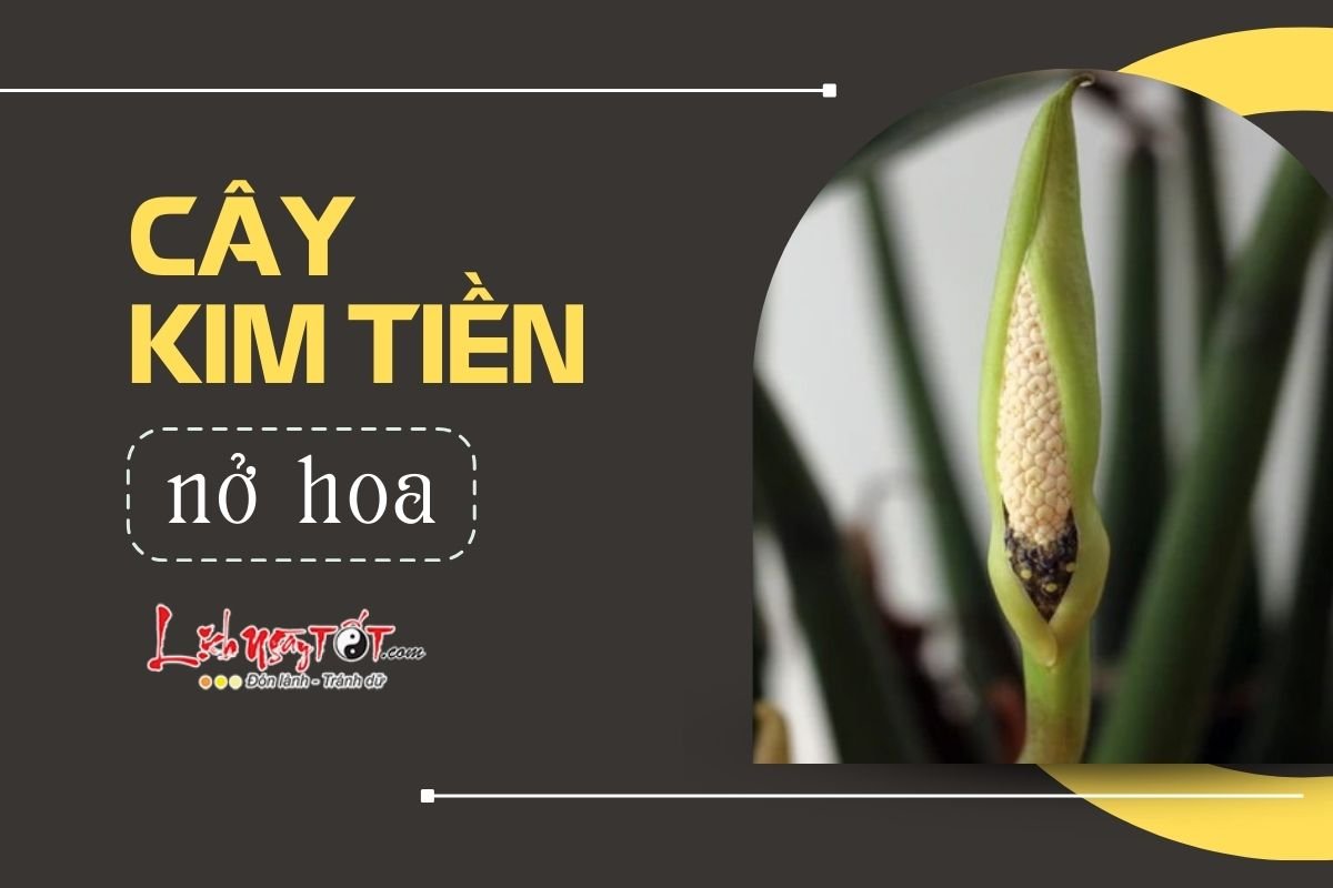 Kim tiền nở hoa Kim tien no hoa