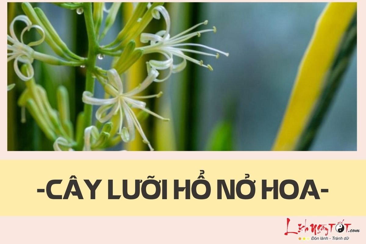 Lưỡi hổ nở hoa Luoi ho no hoa