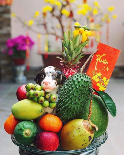 mam ngu qua mien nam4