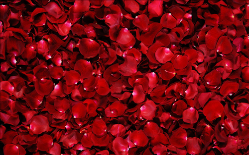 mau do la mau sac phong thuy 2020 cua tuoi ti, vuong cong danh