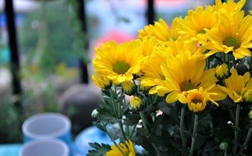 Nên cắm hoa gì trên bàn thờ Nen cam hoa gi tren ban tho