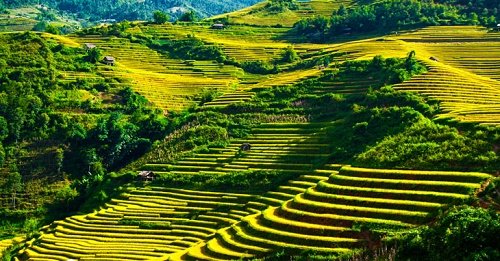 Ngắm những cánh đồng lúa trong tiết Lập Thu đắm say lòng người hình ảnh 5 Ngam nhung canh dong lua trong tiet Lap Thu dam say long nguoi hinh anh 5