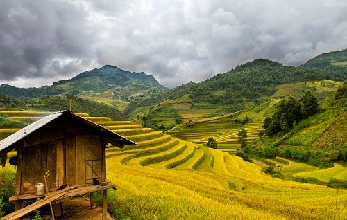 Ngắm những cánh đồng lúa trong tiết Lập Thu đắm say lòng người hình ảnh Ngam nhung canh dong lua trong tiet Lap Thu dam say long nguoi hinh anh