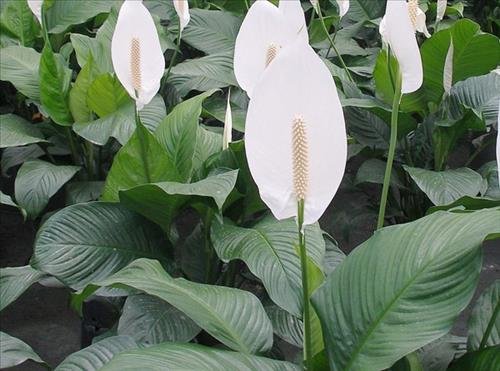 Tác dụng phong thủy của cây lan ý Tac dung phong thuy cua cay lan y