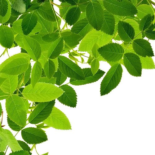 Ten thuoc van D co mang lai may man hinh anh