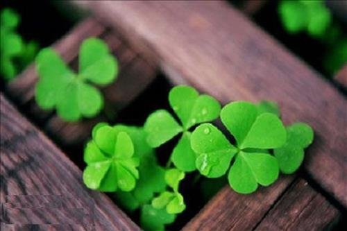 ten-tieng-anh-mang-y-nghia-may-man-giau-sang-1