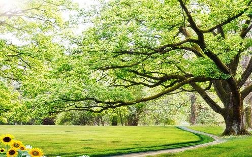 tranh phong cảnh tranh phong canh