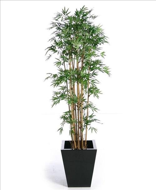 tre canh nen trong trong nha