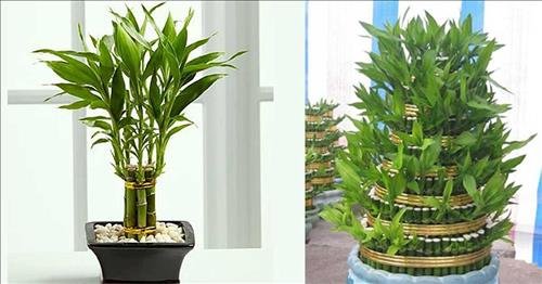 truc-phu-quy-la-vat-pham-phong-thuy-2019-cho-tuoi-ngo-tang-tai-tu-loc