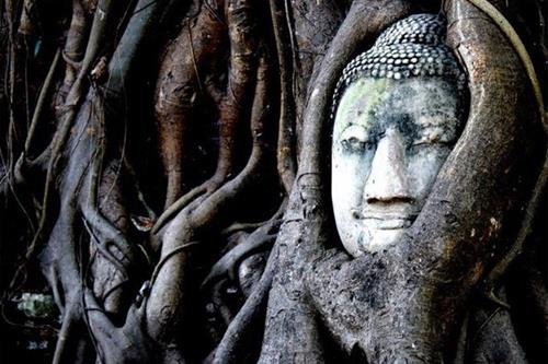 Tuong mat phat trong cay