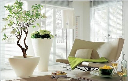 Vi tri dat cay canh phong thuy trong nha de thoa mong uoc hinh anh