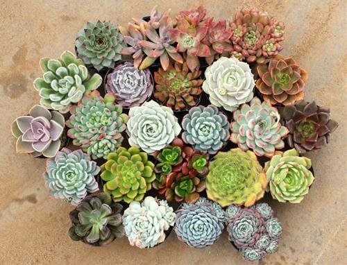 Cay sen da phong thuy