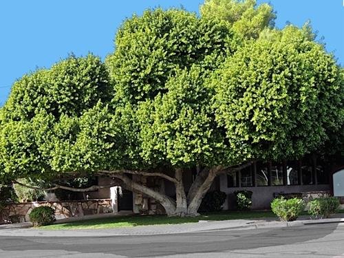 khong nen trong cay to truoc nha