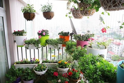 bai tri hoa lan phong thuy bai tri hoa lan phong thuy