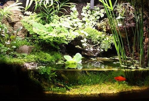 be ca dep cho nguoi menh Moc