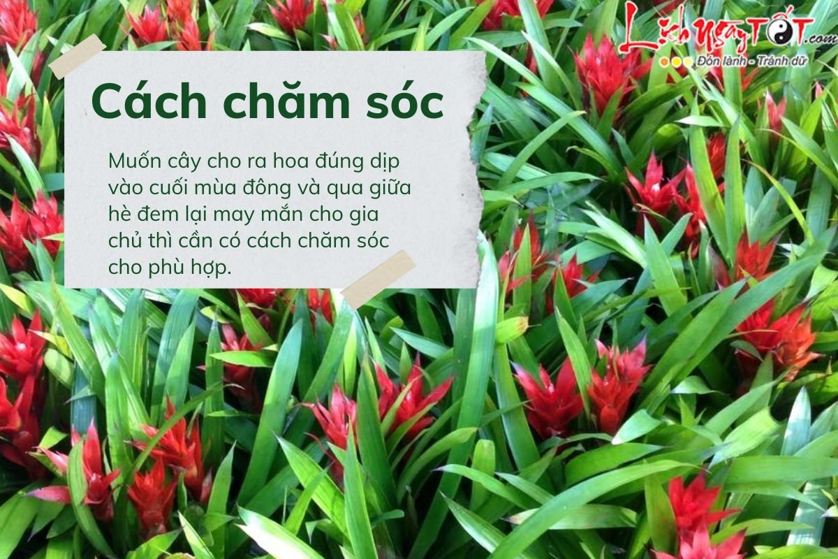 Cach cham soc cay dua canh nen