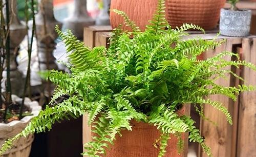 cach lam mat nha bang cay canh cách làm mát nhà bằng cây cảnh - cây dương xỉ