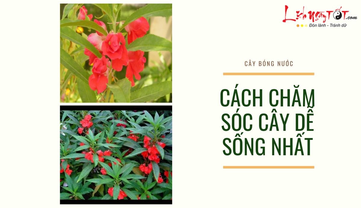 Cách trồng cây bóng nước dễ sống nhất Cach trong cay bong nuoc de song nhat