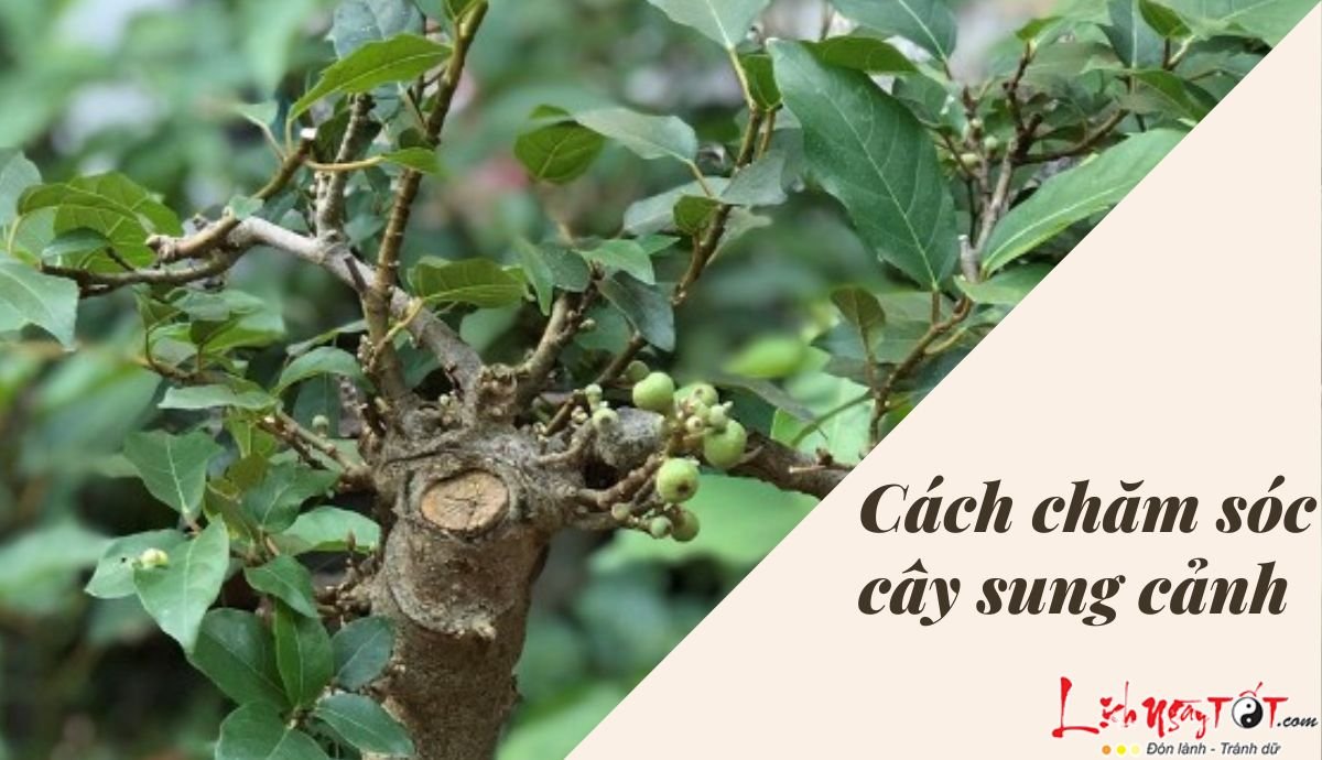 cach trong cay sung phong thuy