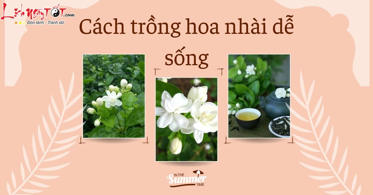 Cach trong hoa nhai de song