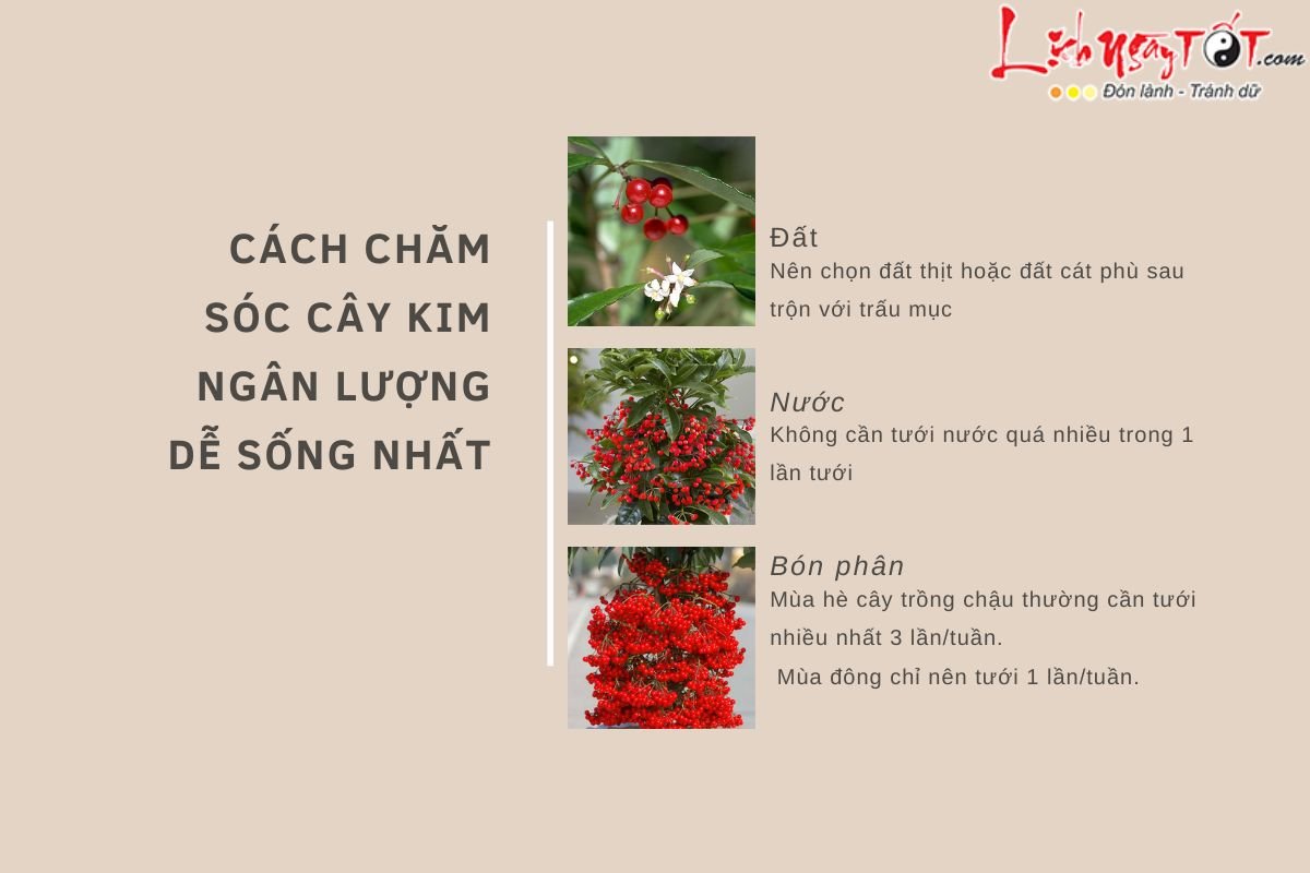 Cách chăm sóc cây kim ngân lượng dễ sống nhất Cach cham soc cay kim ngan luong de song nhat