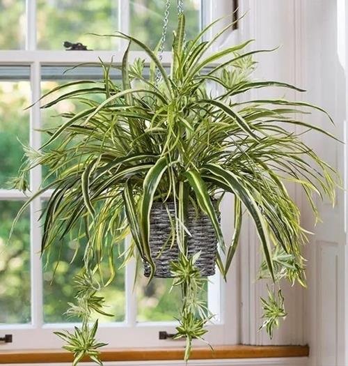 Cach trong lan chi de song nhat