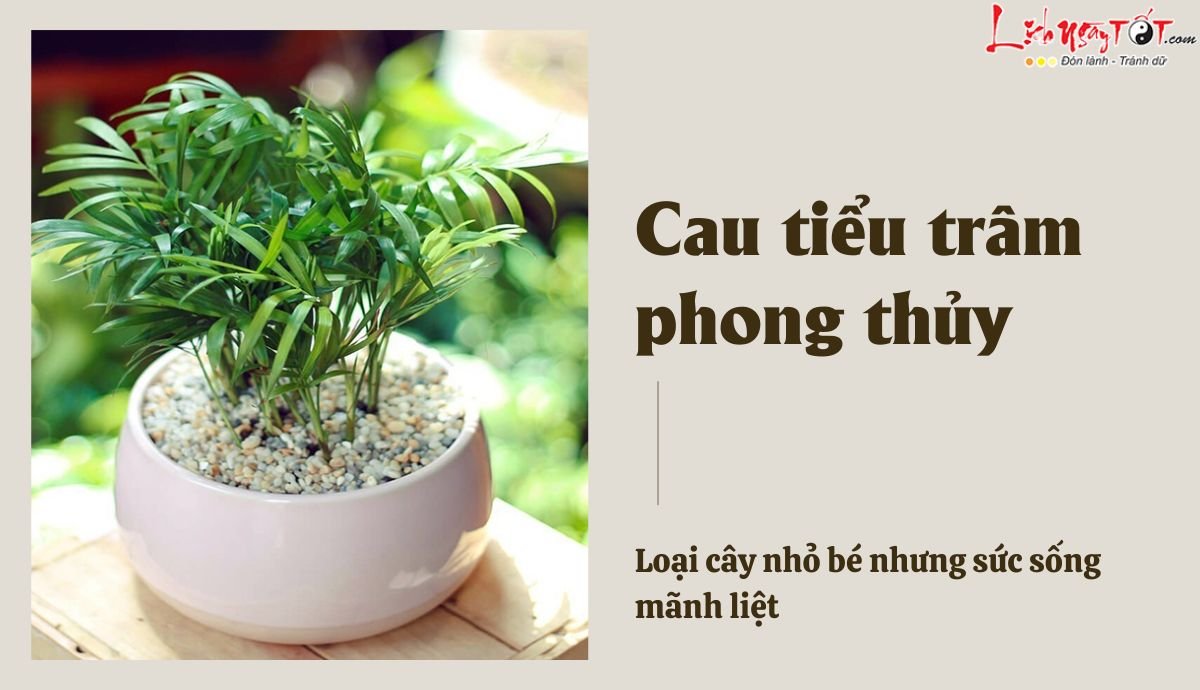 Cau tieu tram phong thuy