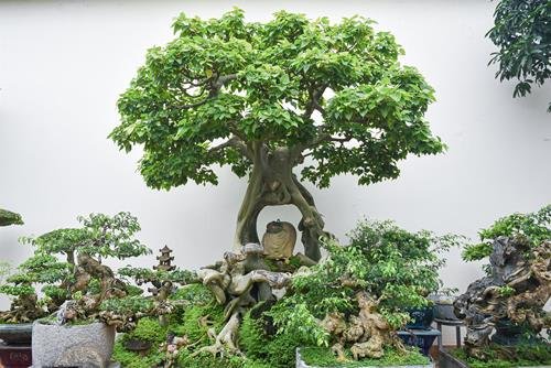 Cay Bo de bonsai Cây Bồ đề bonsai
