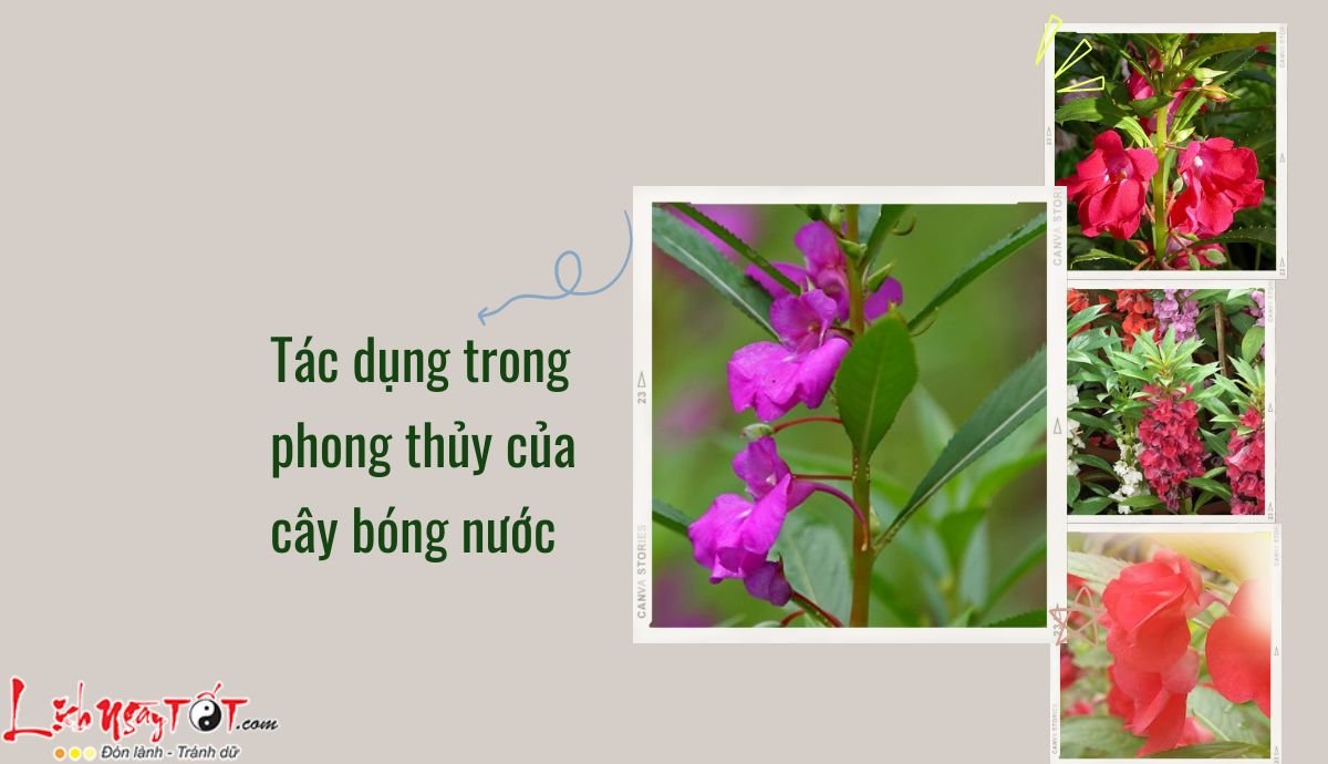 Cây bóng nước có nhiều tác dụng Cay bong nuoc co nhieu tac dung