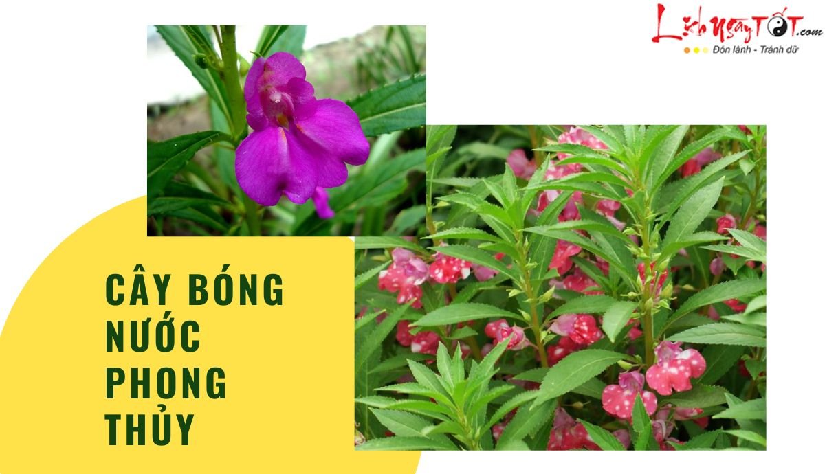 Cây bóng nước phong thủy Cay bong nuoc phong thuy