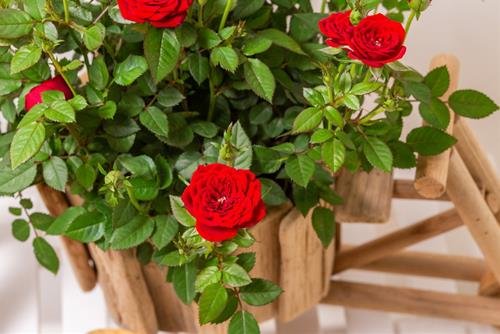 Cay canh de ban tuoi Thin